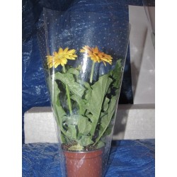 Rożki foliowe perferowane 12x25x25 cm a 1000 szt